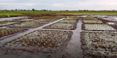 Laboratorium Fakultas Pertanian Desa Sungai Rangas Universitas Lambung Mangkurat