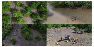 PBPH Mangrove Universitas Lambung Mangkurat Kotabaru
